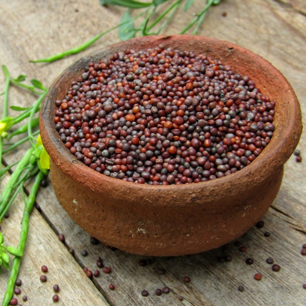 Fenugreek seeds